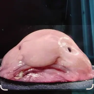 Profile image of 여우