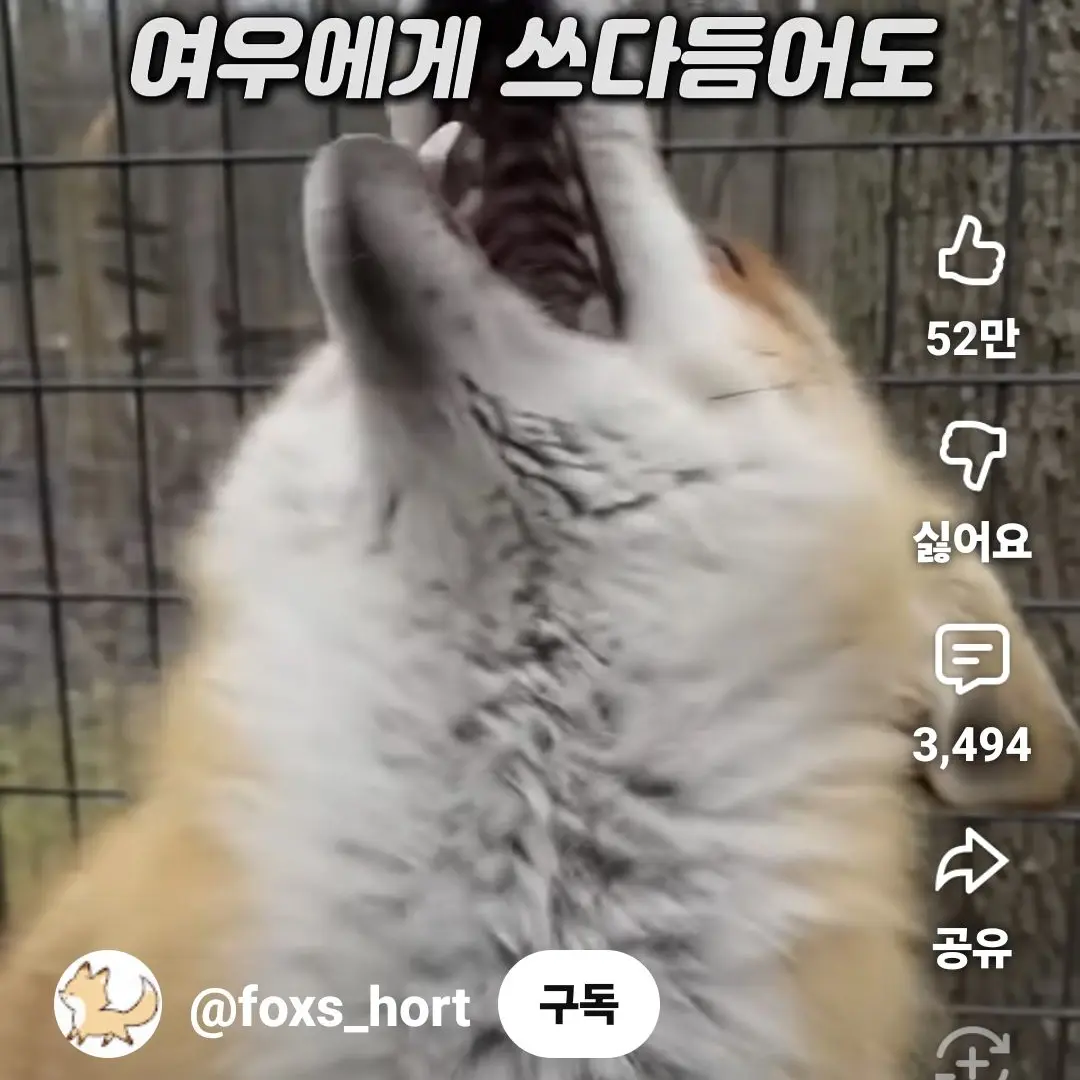 SaltySage7973의 서진규현+여우