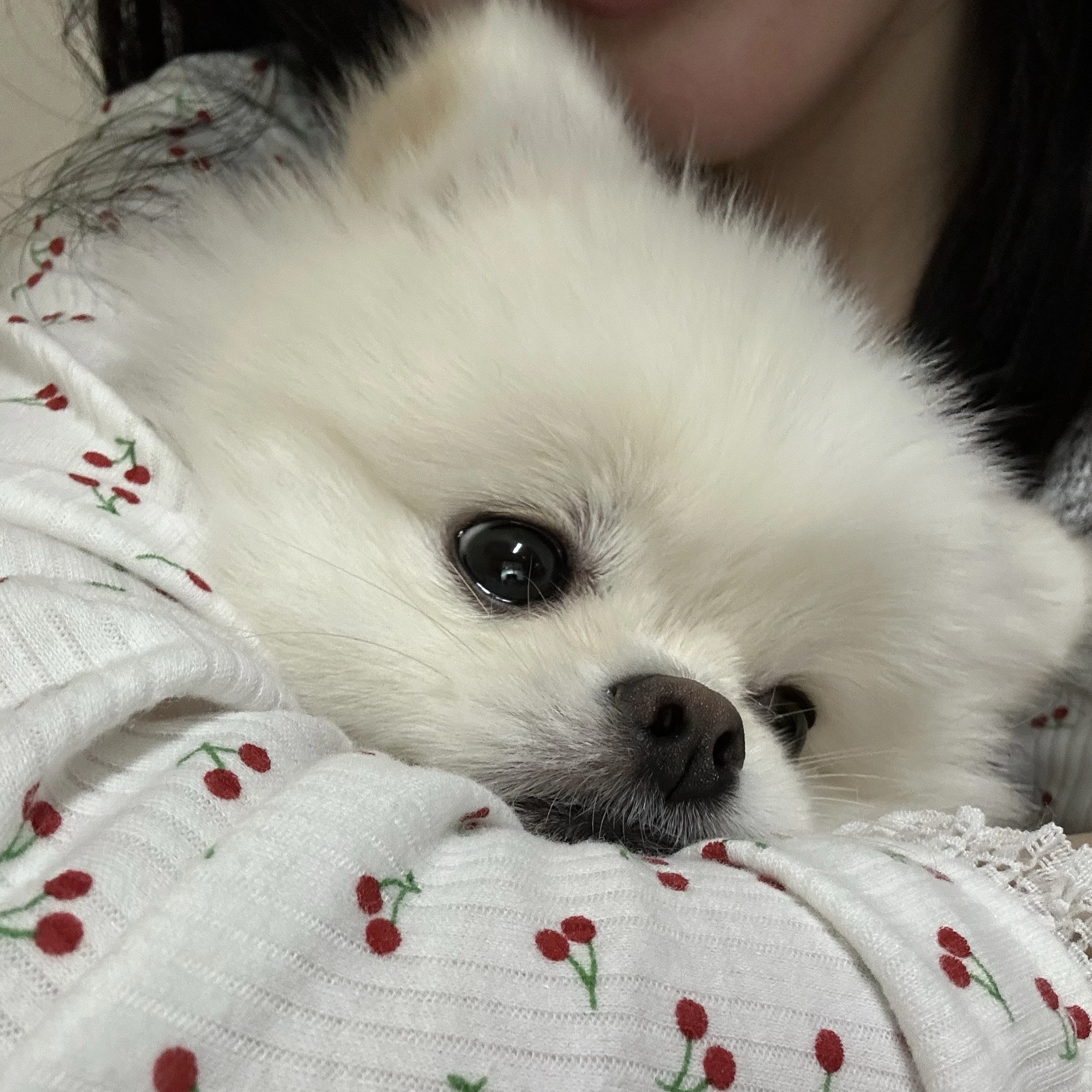 설기