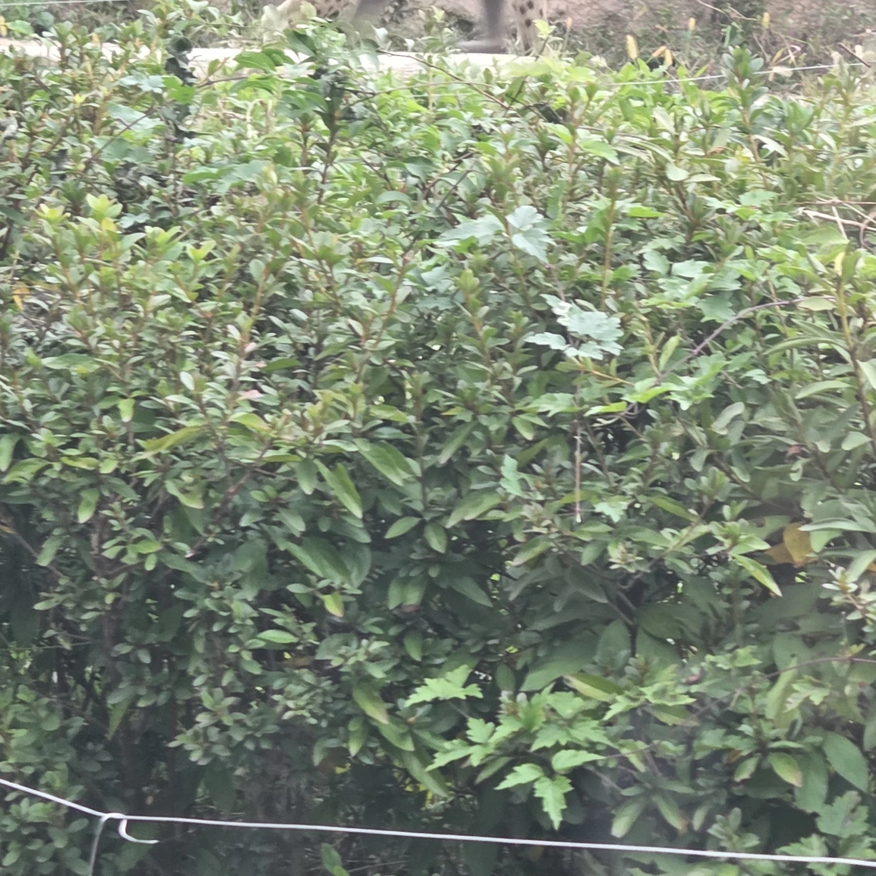 공룡