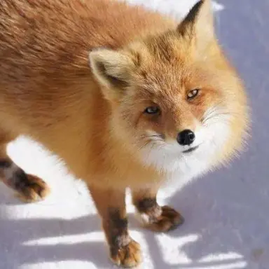 Profile image of 츠키와라 호시