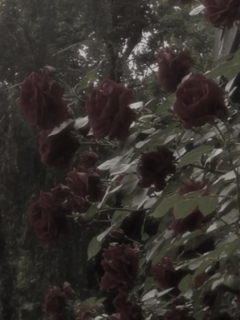 BentMarsh4101의 佐藤さん!?