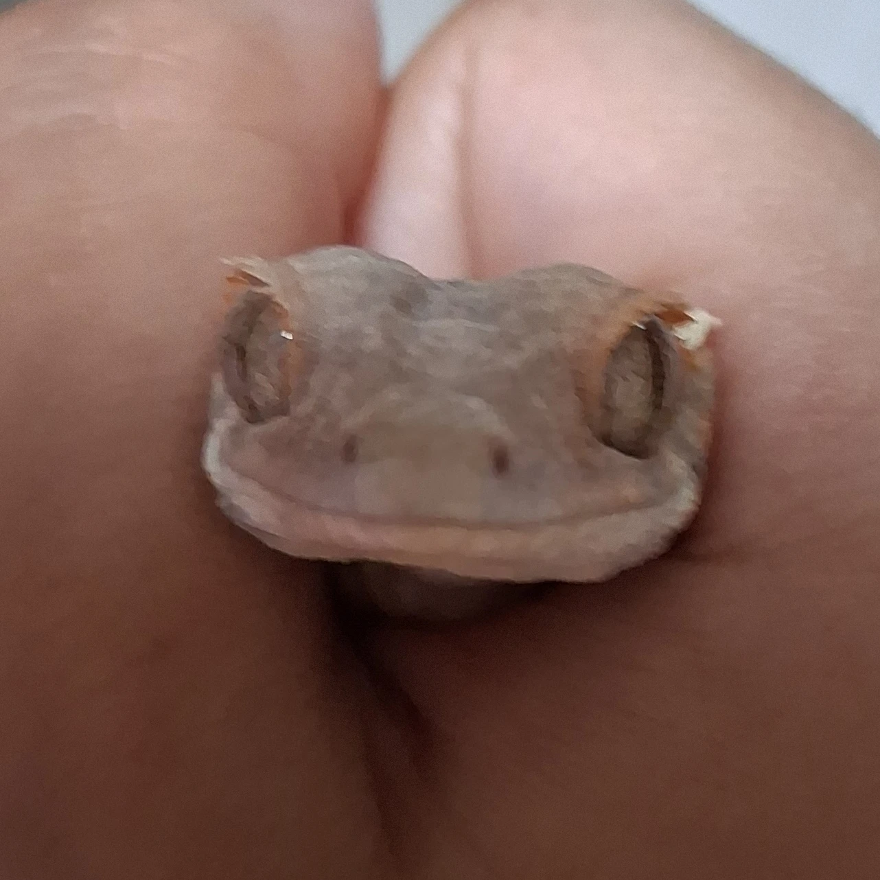 백현