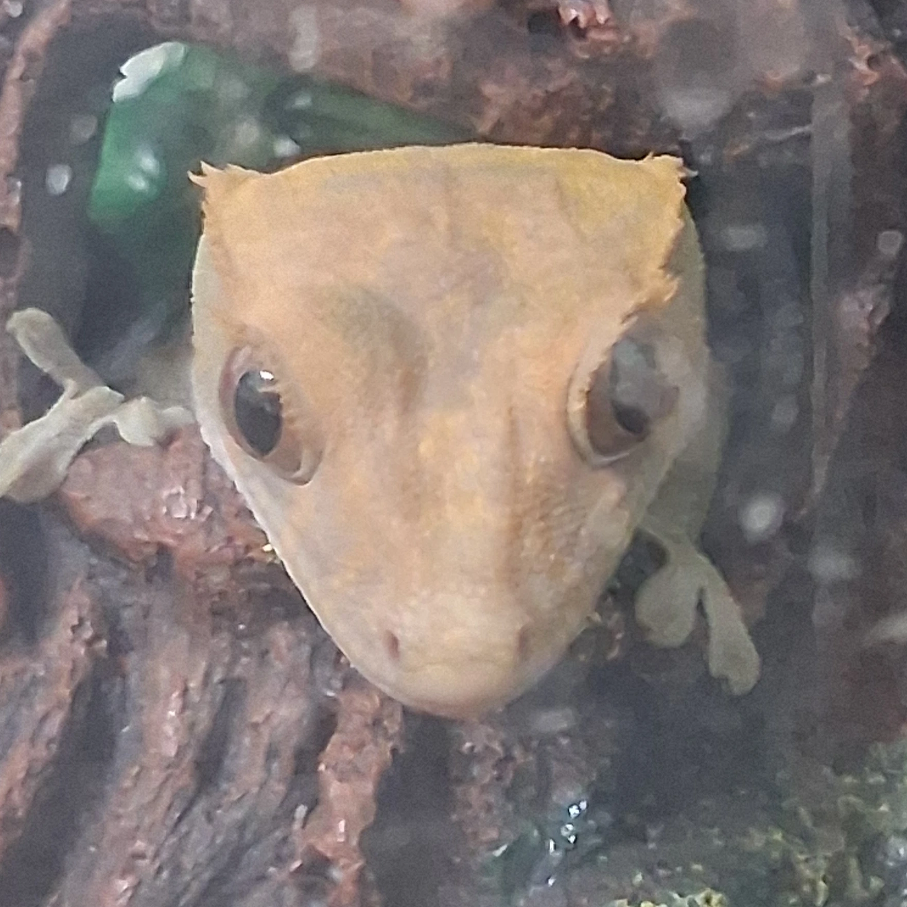 하연