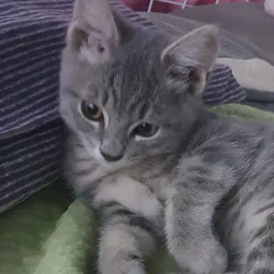 Profile image of 최냥의 고양이ㅅㄲ