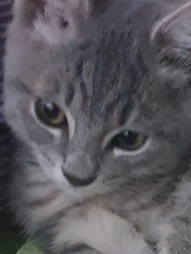 ChoiNyang0721의 얘 놀아주셈