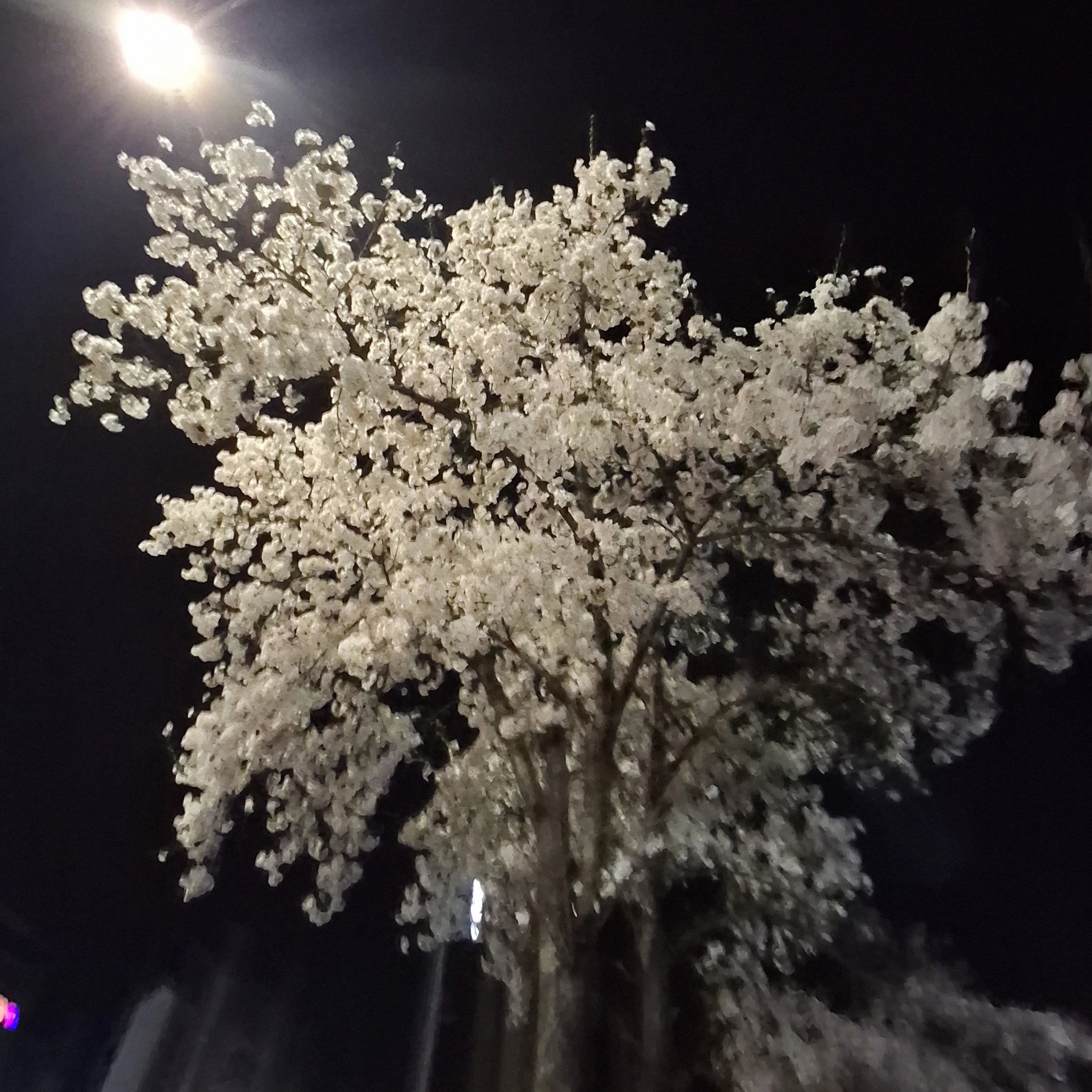 아오이 아카네