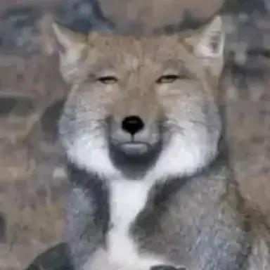 Profile image of Wolf