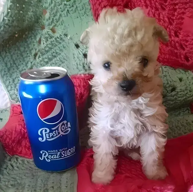 HeftyBilby2144의 Chucho con una Cola