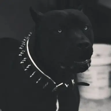 Profile image of Sirius