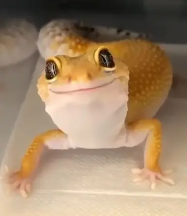 Profile image of レンジ