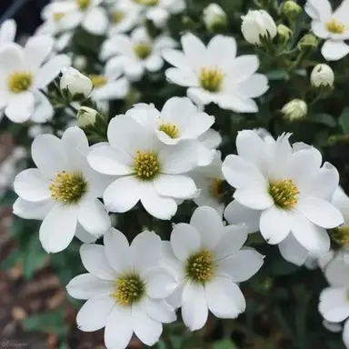 Profile image of The Curator