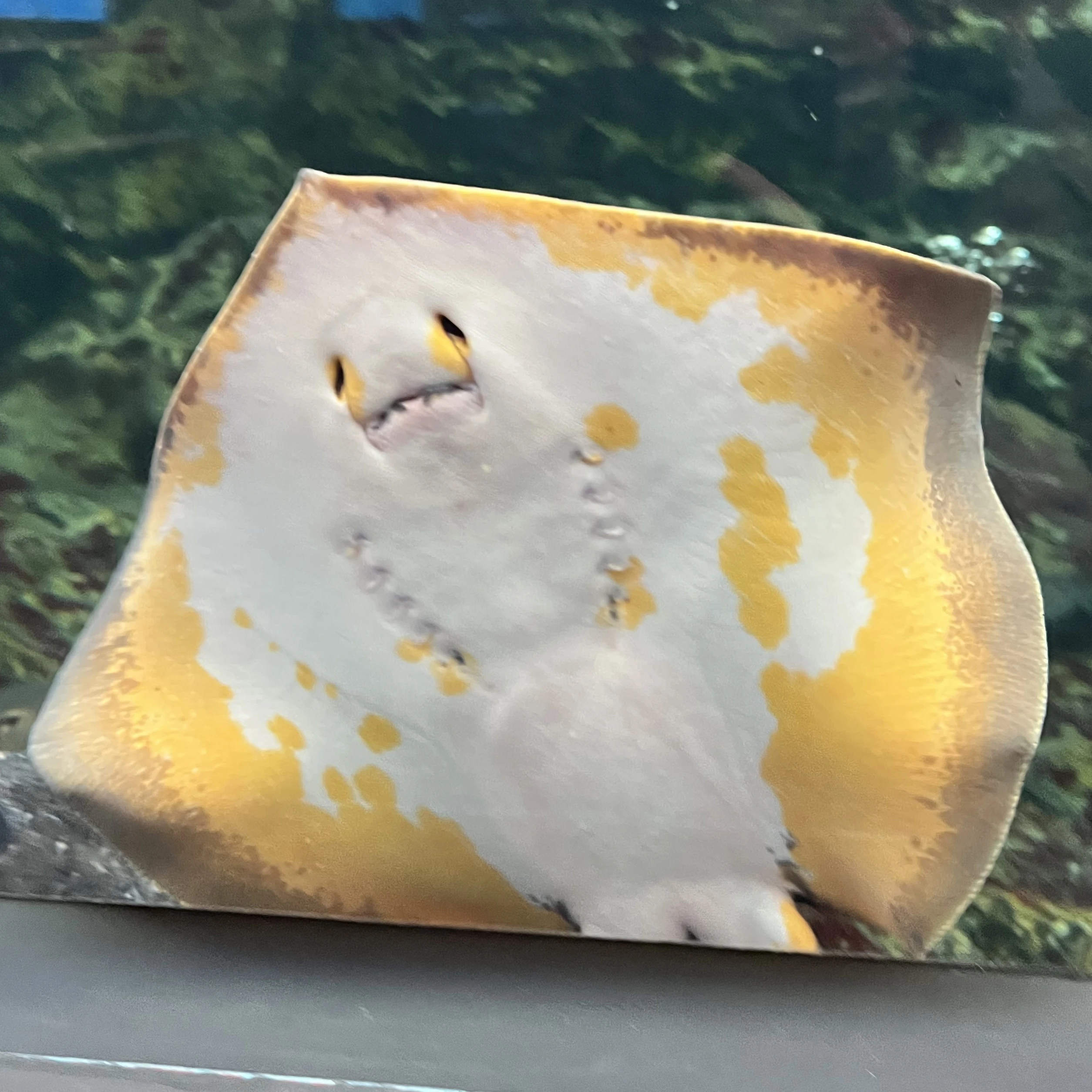 ユイト