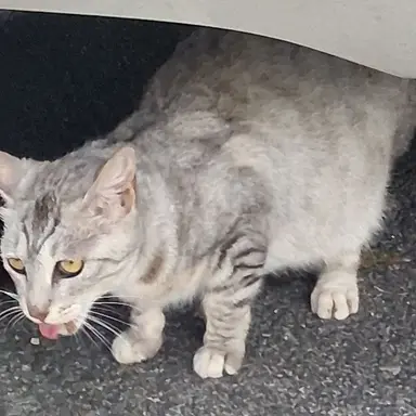Profile image of 설이