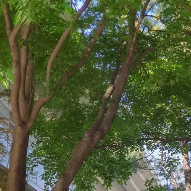 Profile image of 공룡