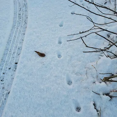 Profile image of 권숝영