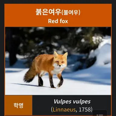 Profile image of 여우