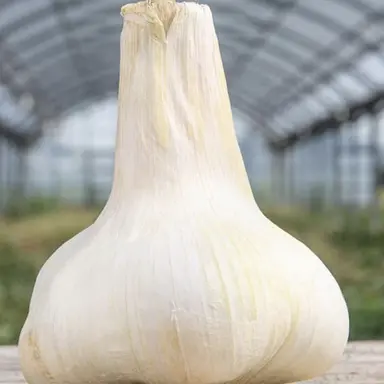 Profile image of だいちゃん