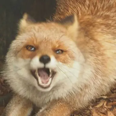 Profile image of Fox