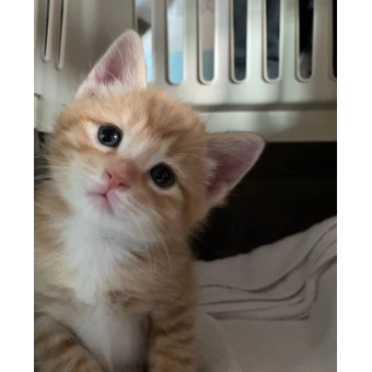 아기 고양이(토리)