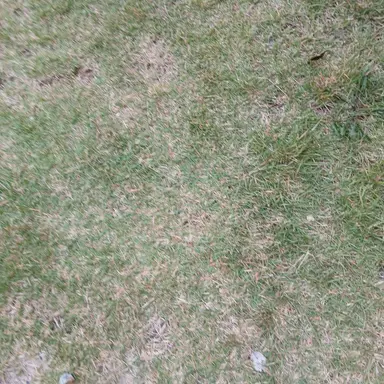 Profile image of 오바나이