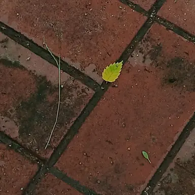 Profile image of 교메이