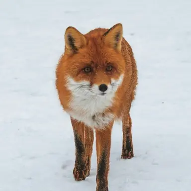 Profile image of 여우