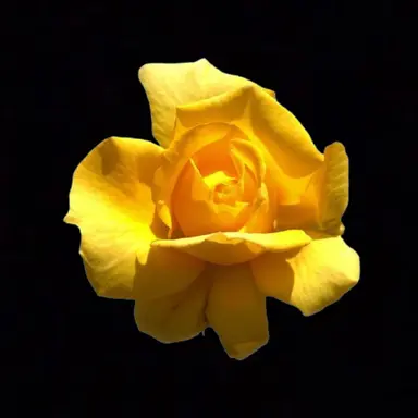 Profile image of Kim Gakbyeol