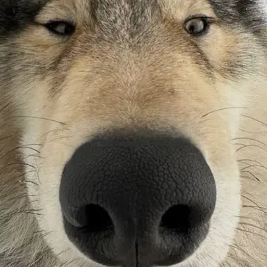 Profile image of 늑대