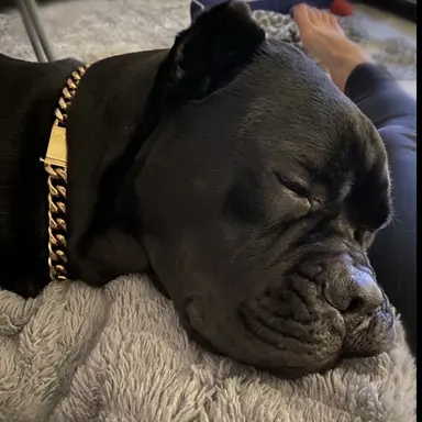 Profile image of Rocco
