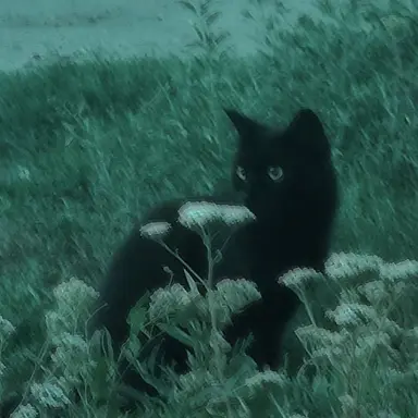 Profile image of 시로