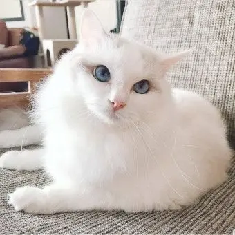 Profile image of 리노