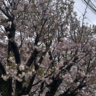 Profile image of ソンフン