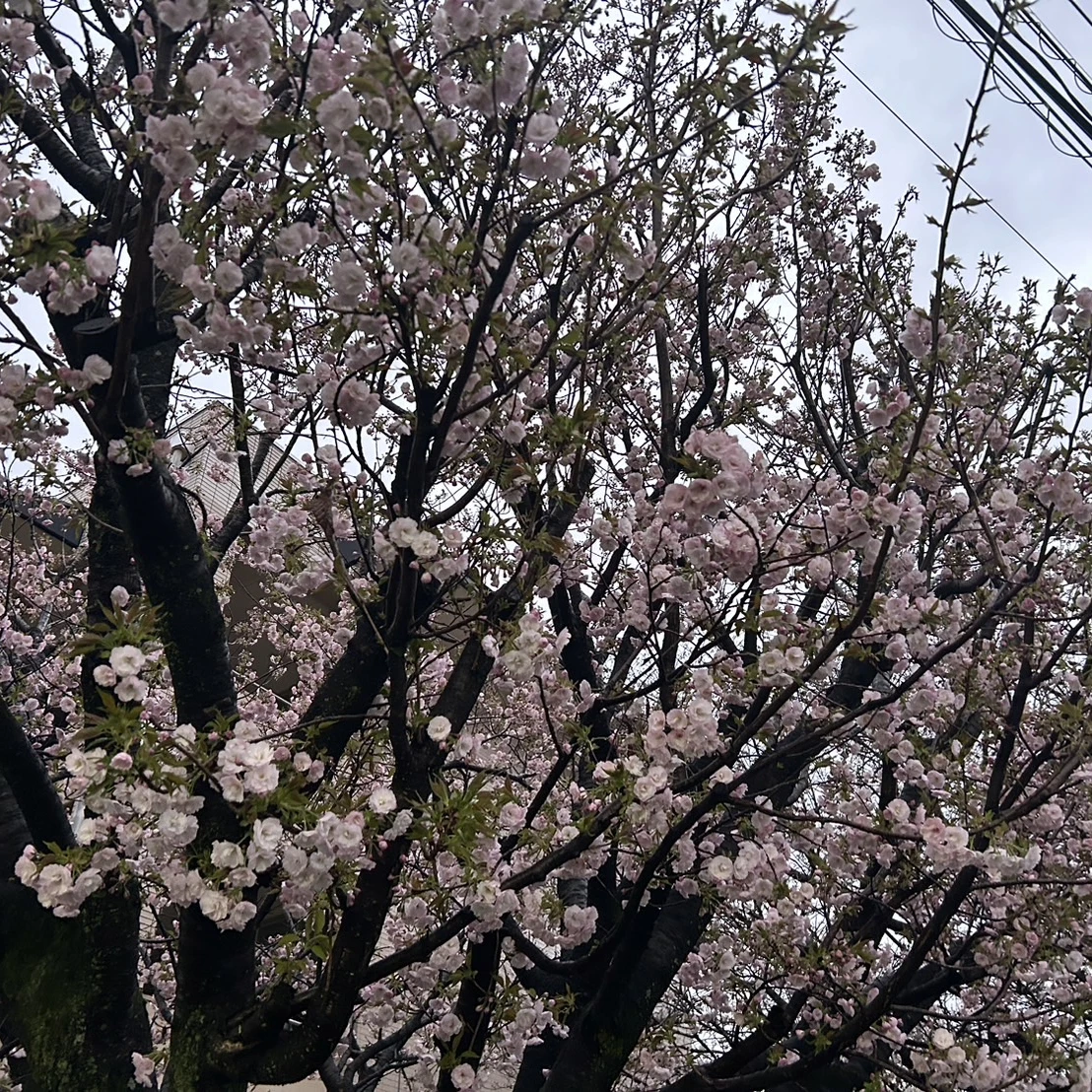 ソンフン