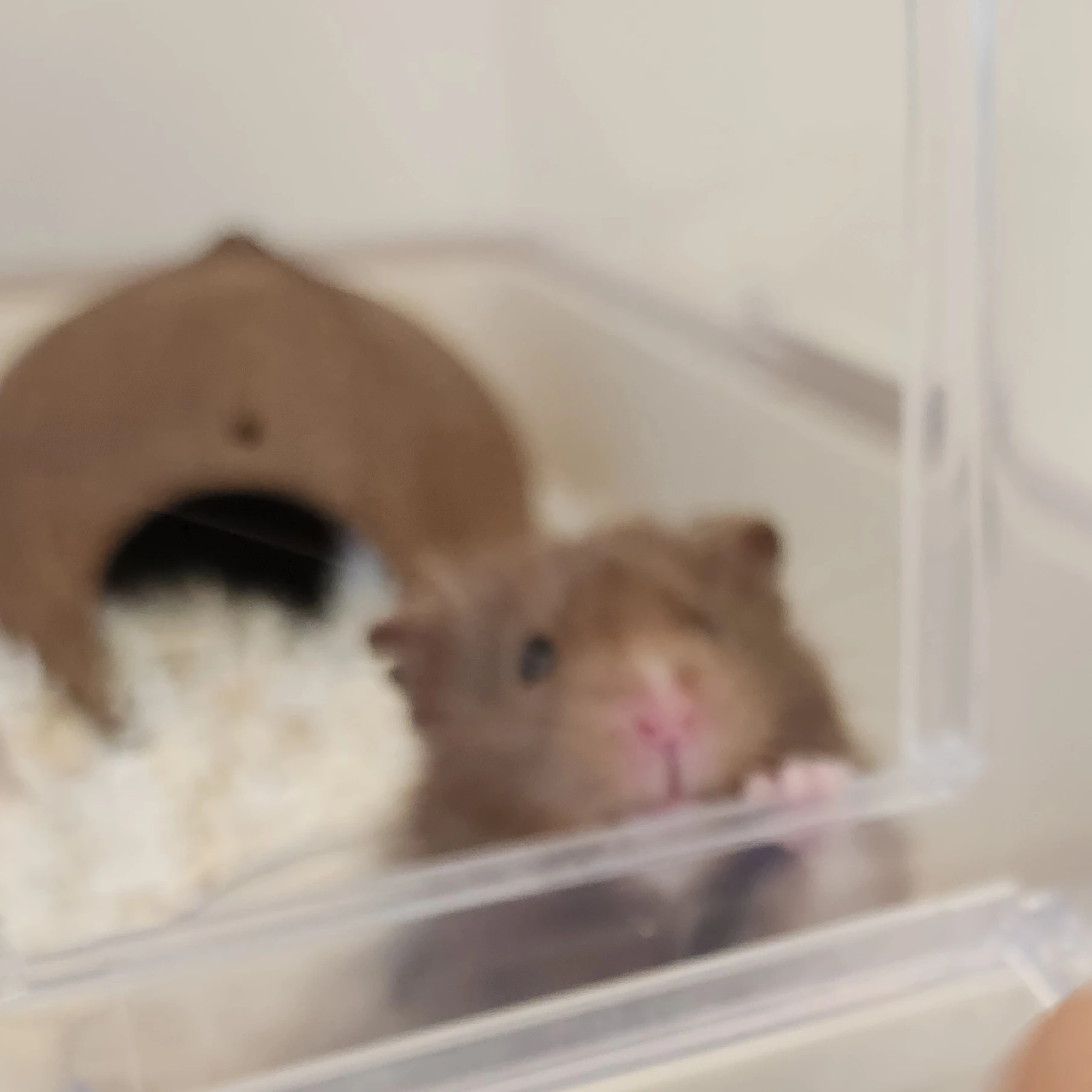 햄찌