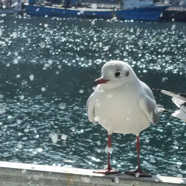 Profile image of 여우