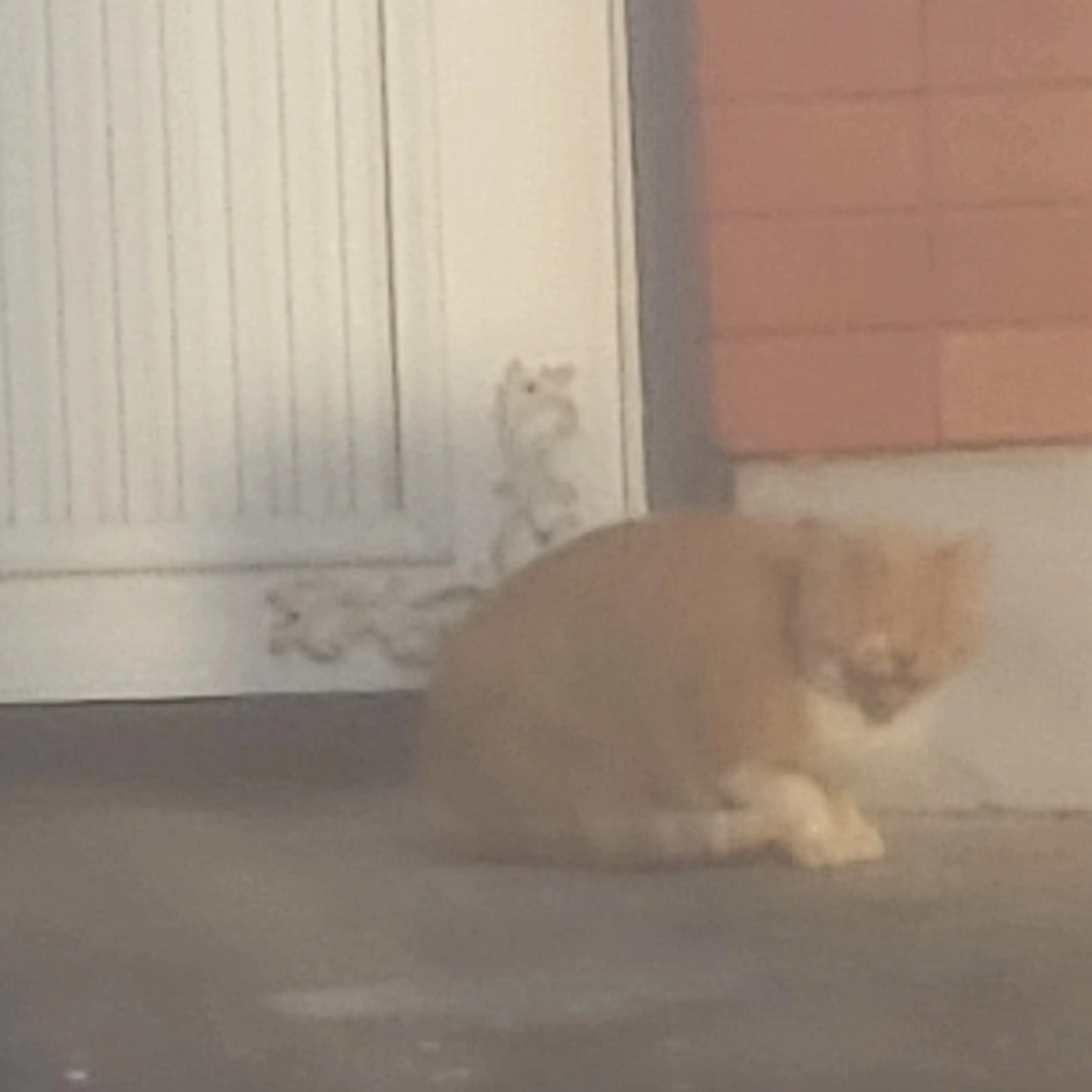 Eidjslqjqjskdc의 미션을 실패하여 오르를 가져가려한다.