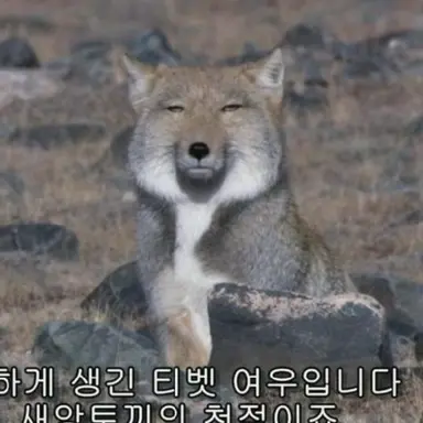 Profile image of 여우