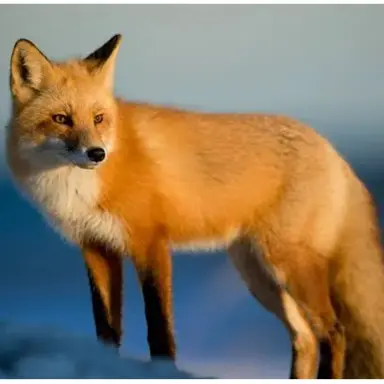 Profile image of 여우