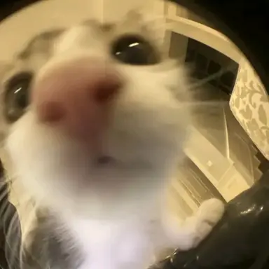 Profile image of 순두부