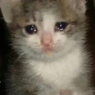 Profile image of 아이브