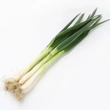 Profile image of 대파