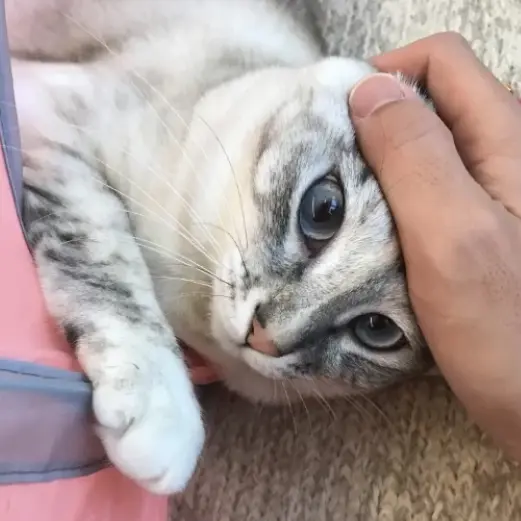 soranamamemna의 先生が教わってどうすんだ