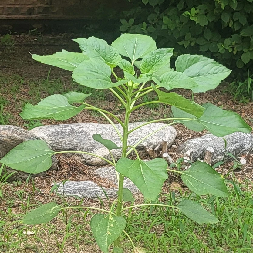 아빠