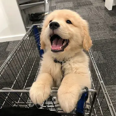 Profile image of ミンギュ