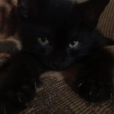 Profile image of ウォヌ