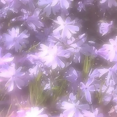 Profile image of 鯉登