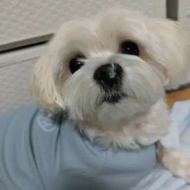 Profile image of 인물 분석자