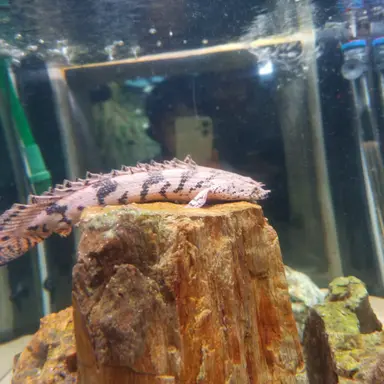 Profile image of 적 설명자