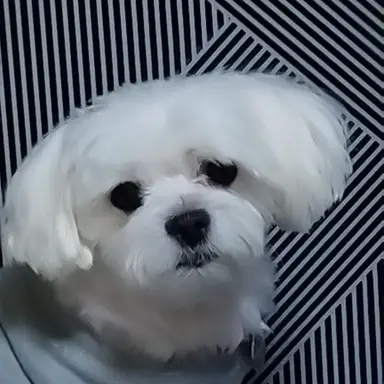 Profile image of 마음 분석자